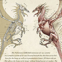 Плакат "Анатомія дракона", 35×60см, фото 2