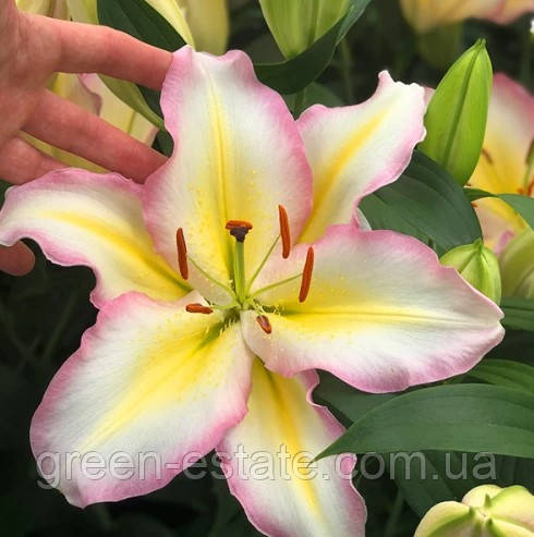 Лілія гігантська квітка Captain Tricolore 12/14