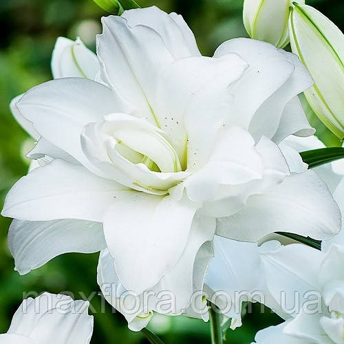 Лілія Lotus Pure 14/16