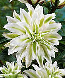 Лілія Polar Star 14/16, фото 2
