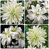 Лілія Polar Star 14/16, фото 3