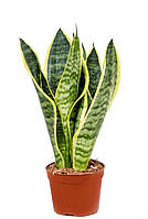 Рослина в горщику Сансевія Futura Superba