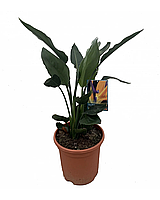 Рослина Стрелиція Регіна Strelitzia regina