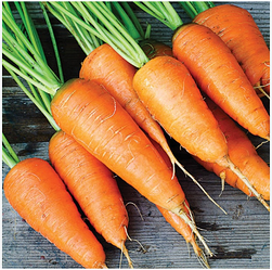 Насіння морква Каротель 10 г.
