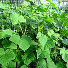 Сітка полімерна Tenax Ортінет 10FGPO біла 1,12х1000м