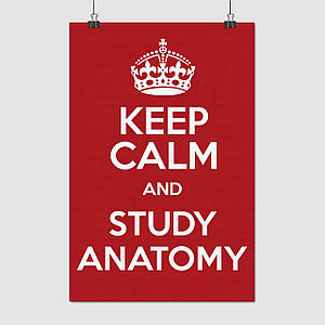 Плакат "Keep calm and study anatomy", 60×40см