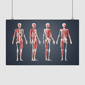 Плакат "Скелет та м'язи людини", 37×60см