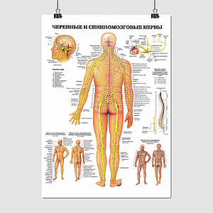 Плакат "Черепні та спинномозкові нерви (російською)", 85×60см