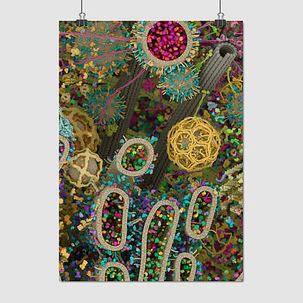 Плакат "Будова клітини організму, мембрана, цитоплазма, ядро, органоїди", 60×43см, фото 1