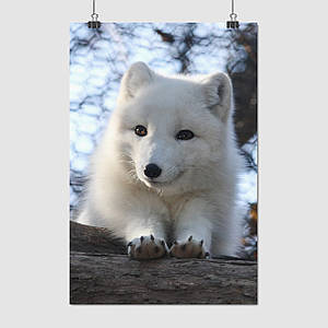 Плакат "Лисиця полярна, песець, snow fox", 60×40см