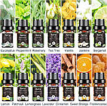 Аромадифузор та Набір Ефірних Масел Оригінал 14 шт по 5 мл Hypprey Oils Іспанія, фото 3