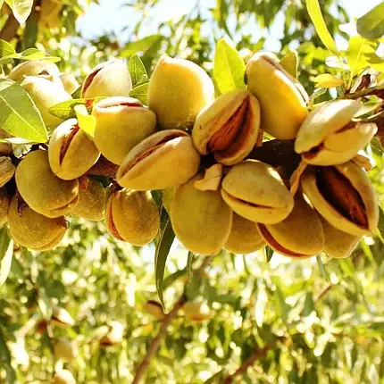 Мигдаль Десертний (привитий), фото 1