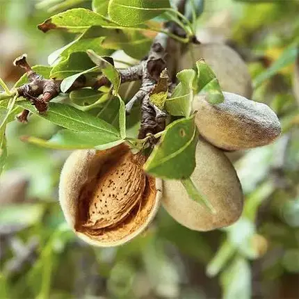 Мигдаль Десертний (привитий), фото 2