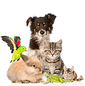 Гаджети для тварин