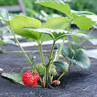 Яке мульчуюче агроволокно вибрати? Корисні поради та рекомендації