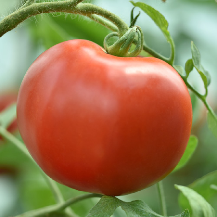 Насіння томат Рокер 1г (ваговий) Superior, Сербія.