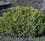 Туйовик долотовидний нана саджанці в горщиках Thujopsis, фото 4