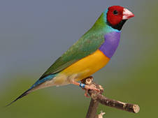 Корм для тропічних птахів Deli Nature