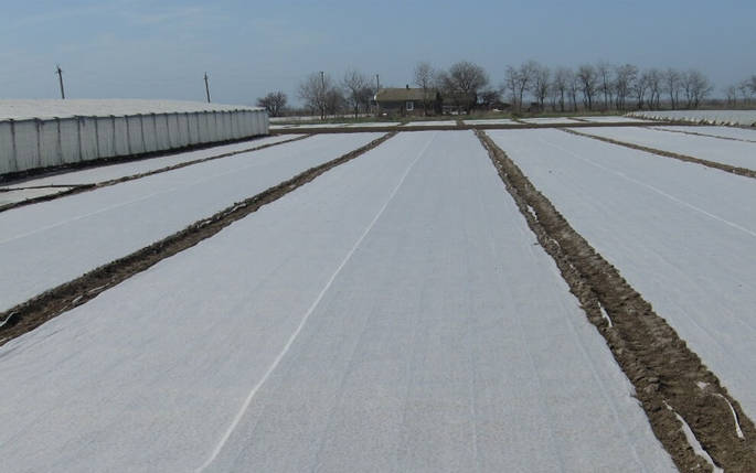 Агроволокно біле "Premium Agro" Р-30 (2,15*100), фото 4