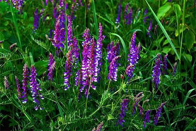 Люцерна (семена), 1кг