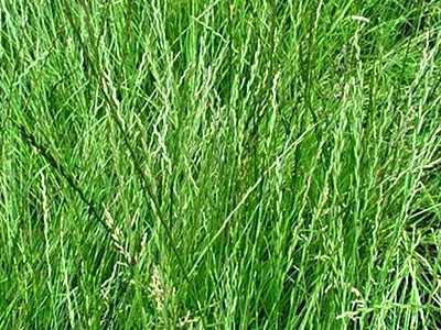 Райграс (многолітній пасовищний)