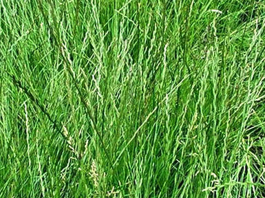 Райграс (многолітній пасовищний)