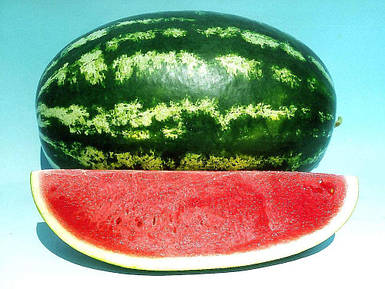 Кавун «Цицеріо F1» Ergon от 100 шт