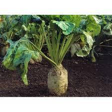 Рекорд Полі 1кг мішок 20 кг (червоний) Польща