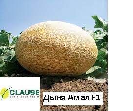 Диня Амал F1 (1000шт) Clause, фото 4