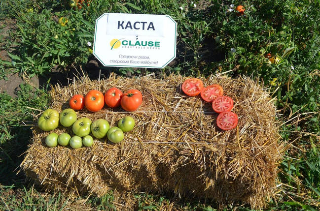 Томат Каста (Супернова) F1 (10шт.) Clause, фото 4