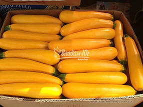 Кабачок Санлайт F1 (1000нас.) Clause, фото 5