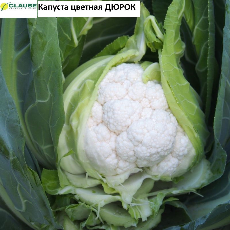 Капуста цвітна Дюрок F1 (2500нас.) Clause