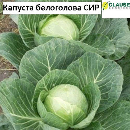 Капуста білоголова Сір F1 (2500нас.) Clause, фото 1