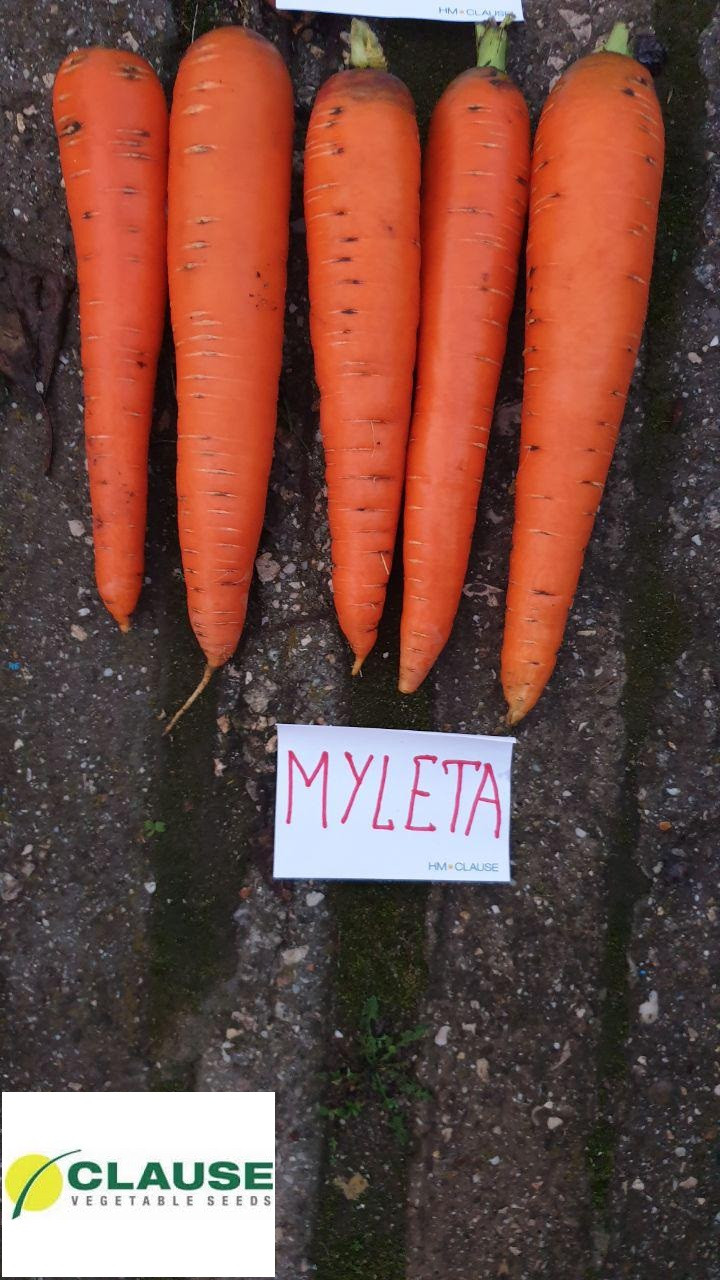 Морква Мулета F1 1,6-2,0 (100 000сем.) Clause