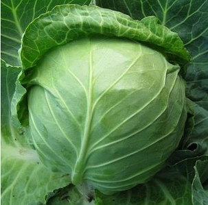 Капуста Акіра F1 (1000нас.) Kitano