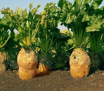 Буряк кормовий Эккендорфський жовтий (Україна)