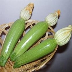 Кабачки Езра F1 (500г.) Hazera