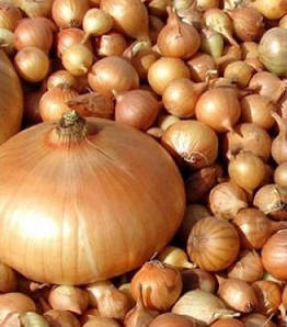 Цибуля Штутті/Shtutti (1кг) Голландія/фракція 8-21мм