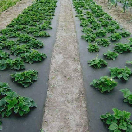 Агроволокно "Ecofield" Р-70 (1,6м*100м до 5000м) білий/чорний, фото 3