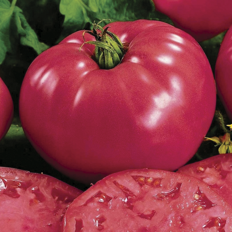 Томат Розарій F1 (250нас.) полудетермінантний