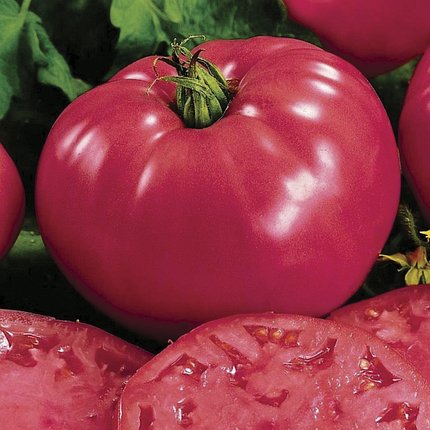 Томат Розарій F1 (250нас.) полудетермінантний, фото 1