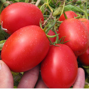 Томат П'єтра Росса F1 (1000нас.) Clause