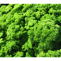 Петрушка кучерява Ізумруд (100гр) Agri Saaten, фото 5