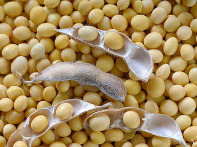 Соя Сенсор (середньорання)