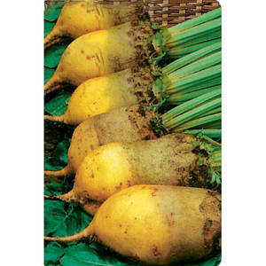 Буряк кормовий Урсус (1-а репродукція)