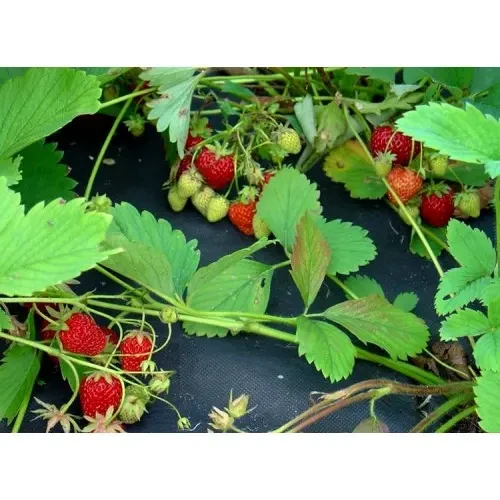 Агроволокно чорне Farmer P-50 (1,6*100)