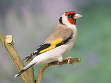 Корм для диких птахів Deli Nature