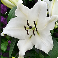 Цибулини лілії з гігантським квіткою Villa blanca (1 шт.)