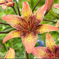 Цибулини ЛІЛІЯ азіатська Tribal Dance (1 шт.)