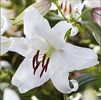 ЛІЛІЯ орієнтальна Ice Dancer 12/14 (1 шт.)